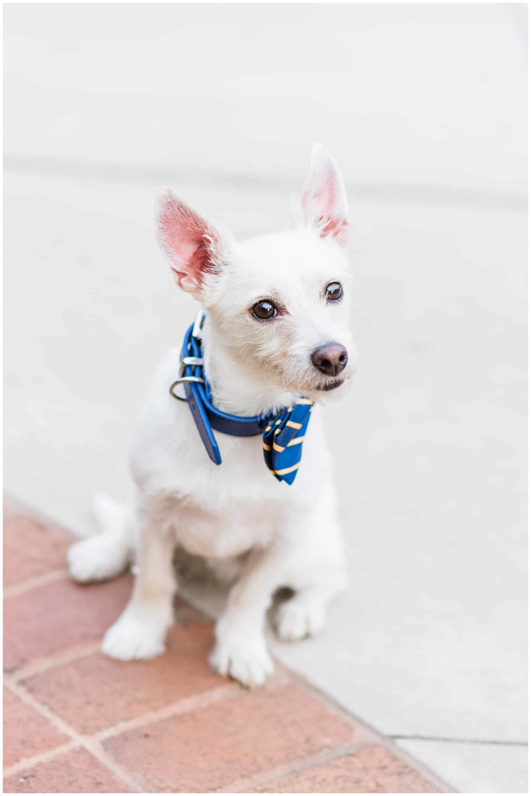 Wedding Dog with blue and yellow tie
